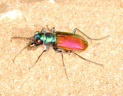 Cicindela scutellaris scutellaris