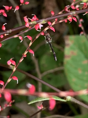 Photo of Eastern Band-winged Hover Fly (Hypocritanus fascipennis)