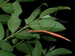 Rhamphosipyloidea philippa