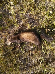 Mustela putorius