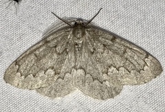 Nepytia pellucidaria