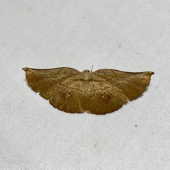 Xenomusa metallica