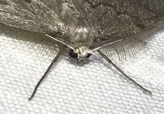 Nepytia pellucidaria