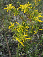 Synaphea polymorpha