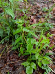 Thaspium trifoliatum
