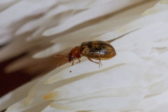 Derodontus esotericus