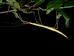 Rhamphosipyloidea philippa