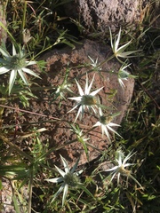 Eryngium heterophyllum