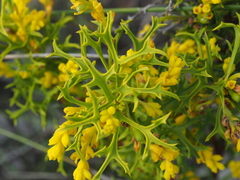 Synaphea polymorpha
