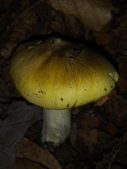Tricholoma sejunctum