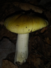 Tricholoma sejunctum