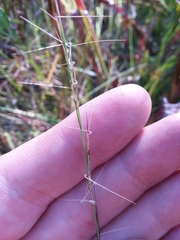 Aristida simpliciflora