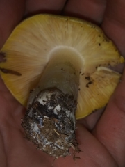 Tricholoma sejunctum