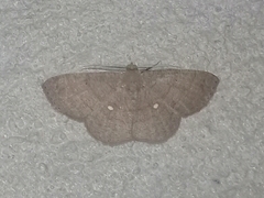 Parilexia cermala