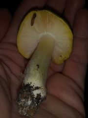 Tricholoma sejunctum