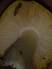 Tricholoma sejunctum