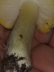 Tricholoma sejunctum