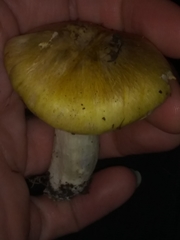 Tricholoma sejunctum