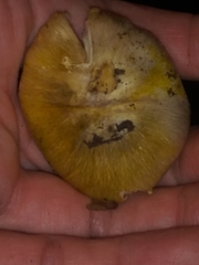 Tricholoma sejunctum