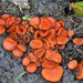 Scutellinia patagonica - Photo (c) Nicolas Van Vooren,  זכויות יוצרים חלקיות (CC BY-NC), הועלה על ידי Nicolas Van Vooren