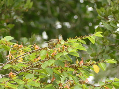 Dicaeum erythrorhynchos