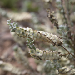 Maireana trichoptera
