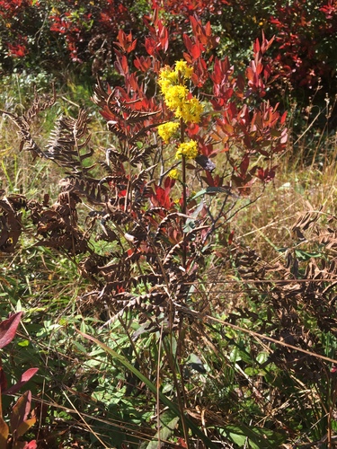 Solidago speciosa
