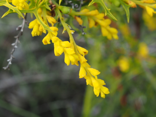 Image of Synaphea polymorpha by (c) Brett Coulstock, some rights reserved (CC BY)