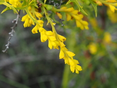 Synaphea polymorpha