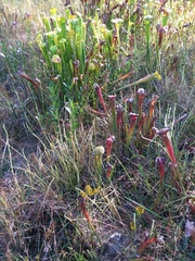 Aristida simpliciflora