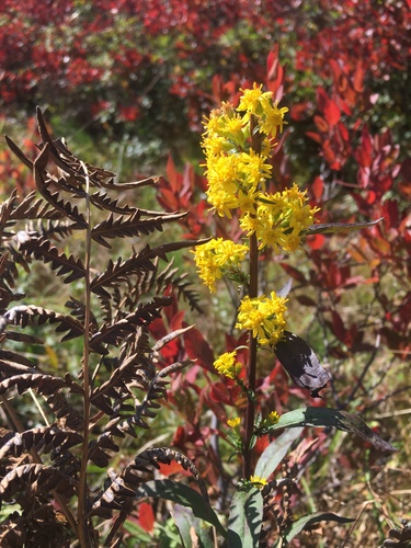 Solidago speciosa