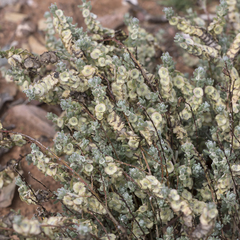 Maireana trichoptera