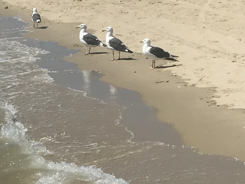 Larus livens