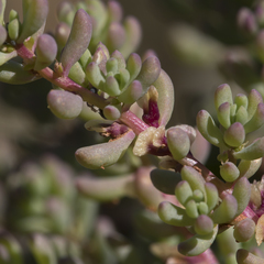 Osteocarpum acropterum