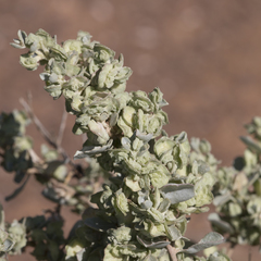 Atriplex vesicaria