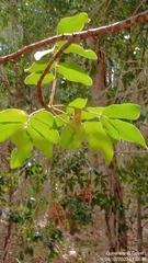 Davidsonia jerseyana