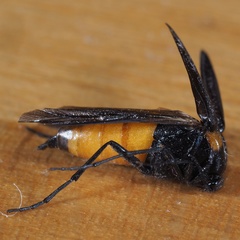 Metoecus paradoxus