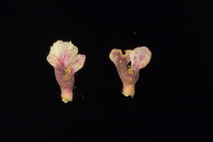 Osteocarpum acropterum