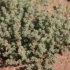 Osteocarpum acropterum