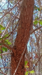 Davidsonia jerseyana