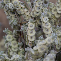 Maireana trichoptera