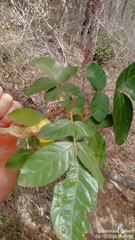 Davidsonia jerseyana