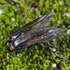 Metoecus paradoxus