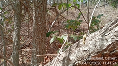 Davidsonia jerseyana