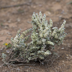 Maireana trichoptera