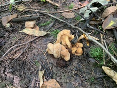 Discinaceae