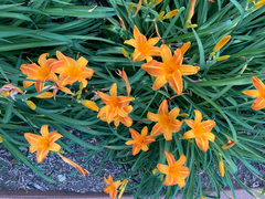 Hemerocallis
