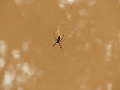 Nephila kuhli