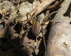 Diapontia