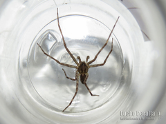 Paradossenus longipes